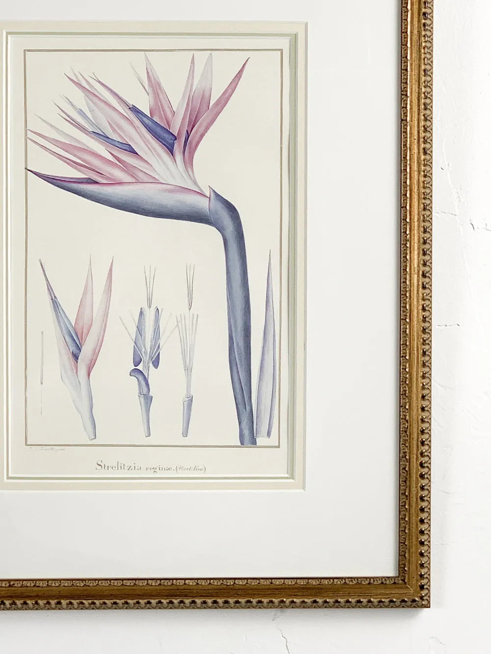 Bird of Paradise Signed Art